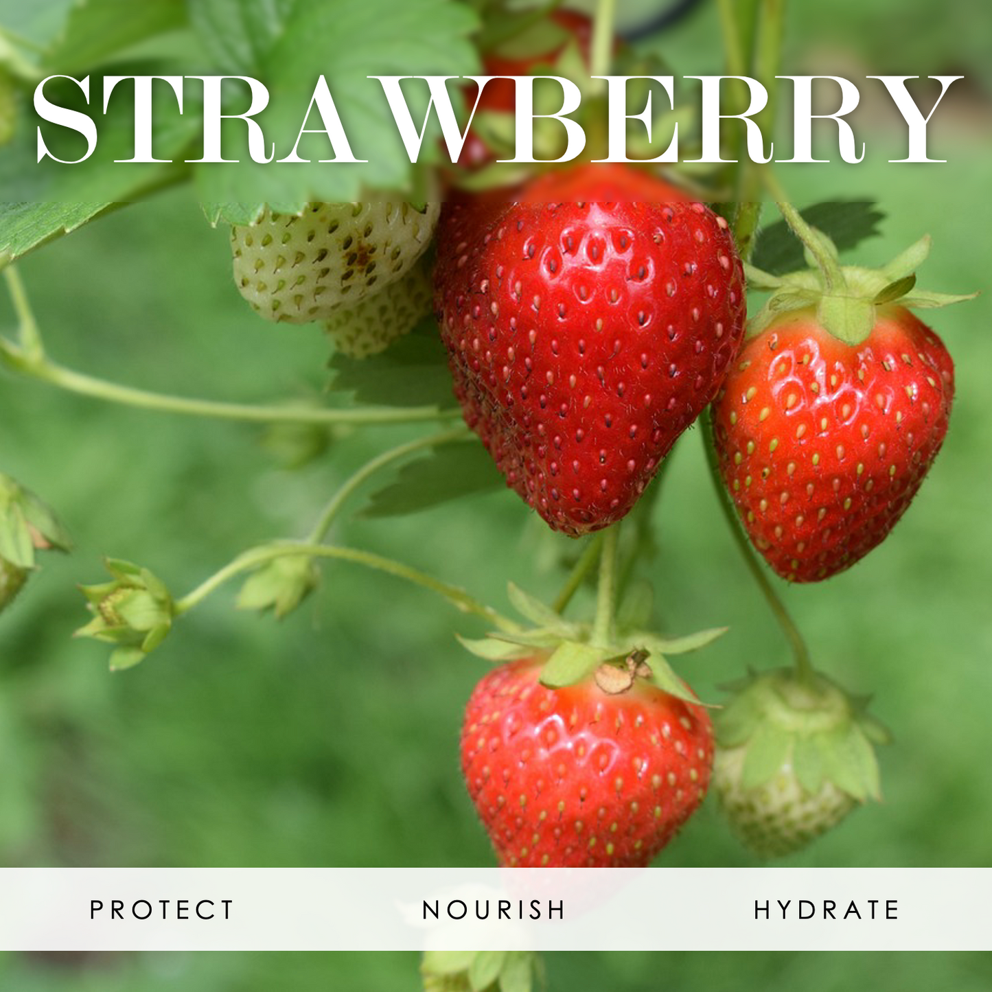 Vitamin B3 Strawberry Gelly Jam 2oz