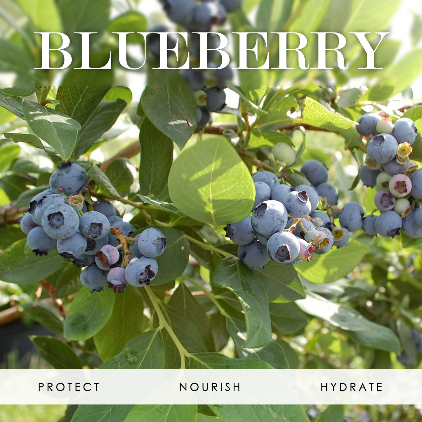 Image of blueberries with the words "Blueberry" at the top and "protect, nourish, and hydrate" at the bottom.