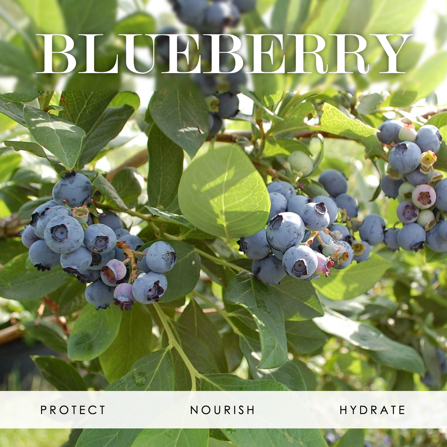 Image of blueberries with the words "Blueberry" at the top and "protect, nourish, and hydrate" at the bottom.