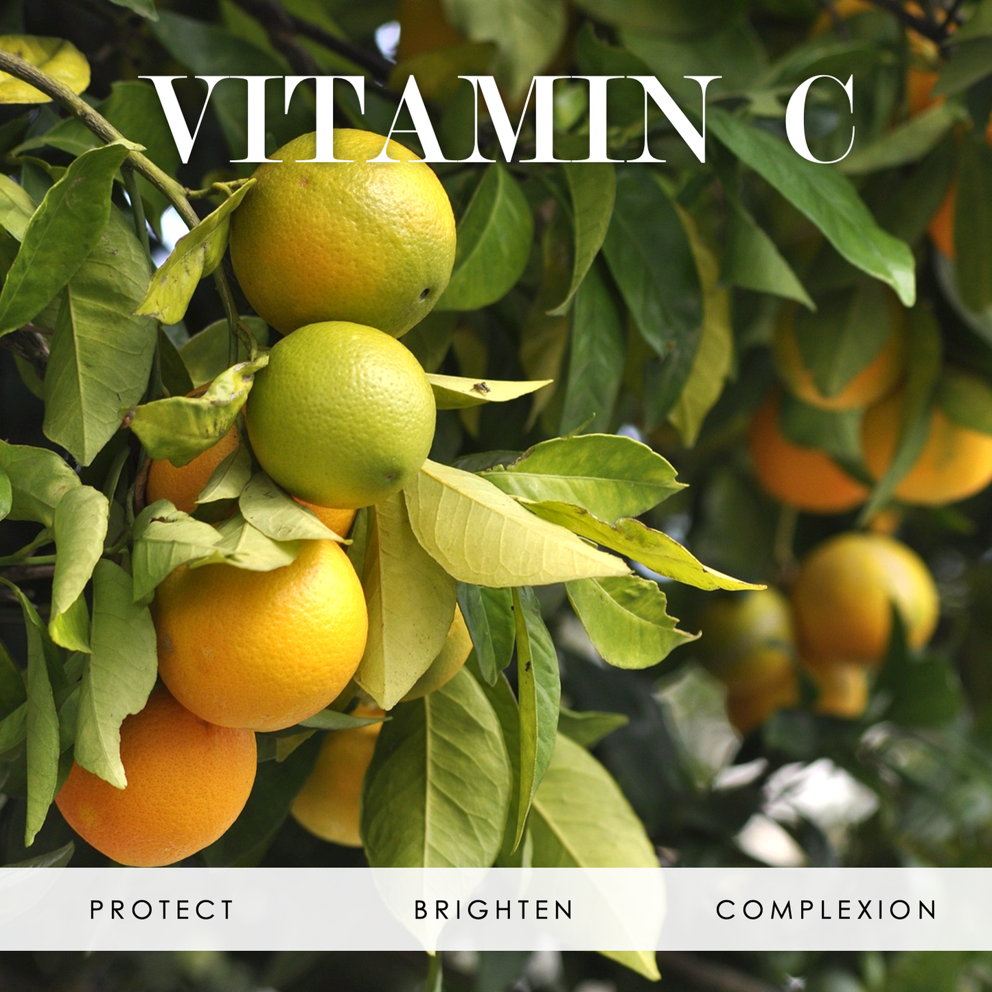 Green to orange oranges surrounded by green leaves with the words "Vitamin C" at the top and "Protect, Brighten, and Complexion" at the bottom